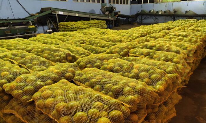 exportação de frutas foto ascom sesau